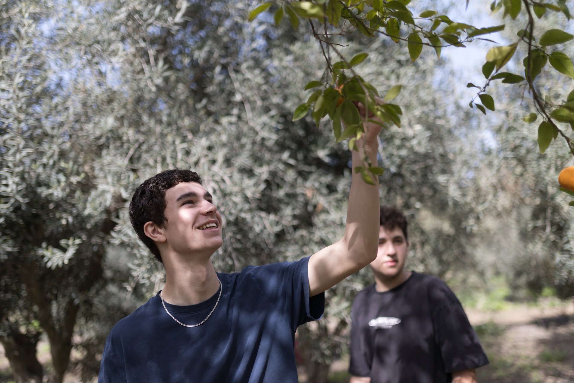 נהלל